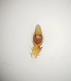 Drassodes cupreus ( Kopparhuggspindel )