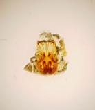 Huddinge Sdermanland 7.5-18 vulva adult female