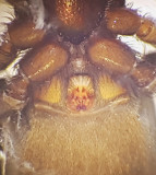 Sandtaget Smland 6.5-18 epigyn adult female