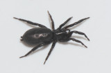 Sandtaget Smland 6.5-18 adult female