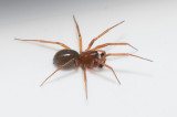 Myreholm Skne 4.12-18 adult female