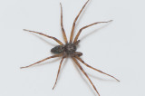 Sbytorp Vstmanland 4.6-18 adult male