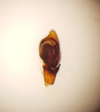 Sbytorp Vstmanland 4.6-18 palp adult male
