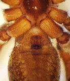 Hiaklitten Halland 16.6-18 epigyn adult female