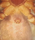 Pardosa pullata ( Kortbent vargspindel )