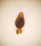 Ambjrnstorp Halland 16.5-18 palp adult male