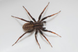 Gamlens vg Halland 18.8-18 adult male