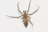 Motorcrossen Skne 19.6-18 subadult male