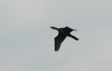 Albanien_20180717 Pygmy cormorant