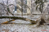 copaciploaieinghetatabucuresti_08.jpg