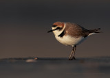 Kentish Plover - Charadrius alexandrinus