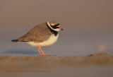 Ringed plover - Charadrius hyaticula