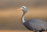 Blue crane - Anthropoides paradisea