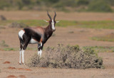 Bontebok - Damaliscus pygargus pygargus