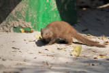 Dwarf Mongoose - Helogale parvula
