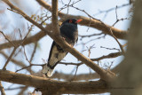 Retz's helmetshrike - Prionops retzii