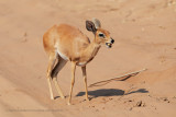 Steenbok - Raphicerus campestris