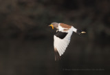 White-crowned lapwing - Vanellus albiceps