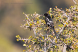 Magpie Shrike - Urolestes melanoleucos