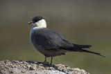 Long-tailed jaeger PSLR-3585