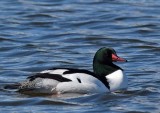 Male Common Merganser Showing Color