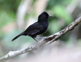 Fringe-backed Fire-eye