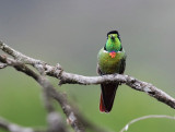 Hooded Visorbearer