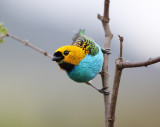 Gilt-edged Tanager