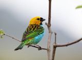 Gilt-edged Tanager
