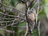Spotted Piculet