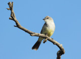 Chapada Flycatcher