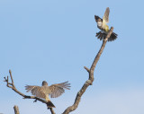 Chapada Flycatcher