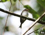 Fork-tailed Tody-Tyrant