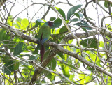 Pfrimer's Parakeet