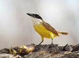 Great Kiskadee