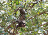 Common Marmoset