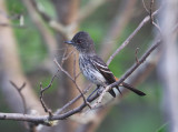 Caatinga Black-tyrant