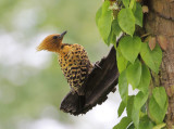 Ochre-backed Woodpecker