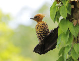 Ochre-backed Woodpecker