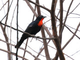 Scarlet-throated Tanager
