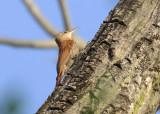 Scaled Woodcreeper