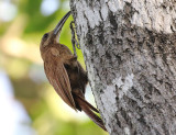 Moustached Woodcreeper