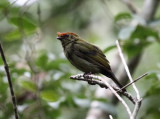 Helmeted Manakin