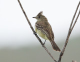 Plain-crested Elaenia