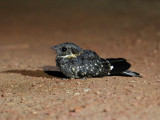 Band-winged Nightjar
