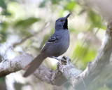 Slender Antbird