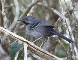 Slender Antbird