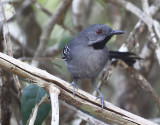 Slender Antbird