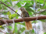 Striated Softtail