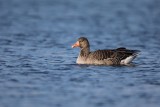Graugans | Greylag Goose | Anser anser